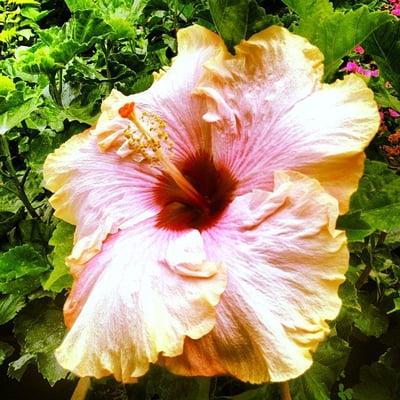 Cajun Tropical Hibiscus