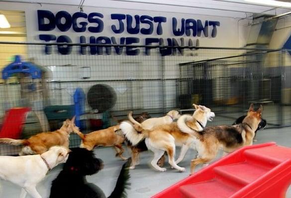 Lucky Dog Daycare and Boarding