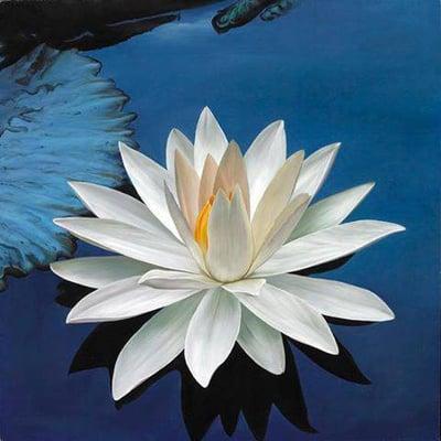 White Lotus Holistics