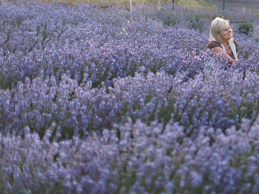 Sandra's favorite Lavender variety of her 39 varieties on property is the Lavender variety "Melissa Lilac"