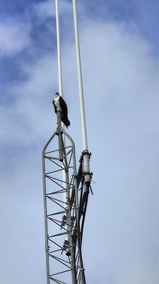 Osprey in the parking lot