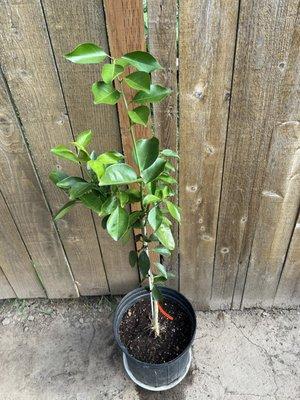 Brite Leaf Citrus Nursery