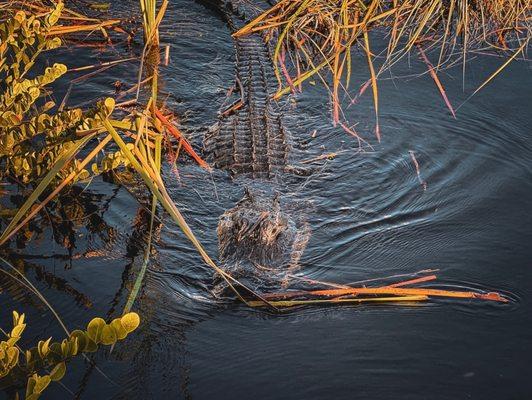 Gator