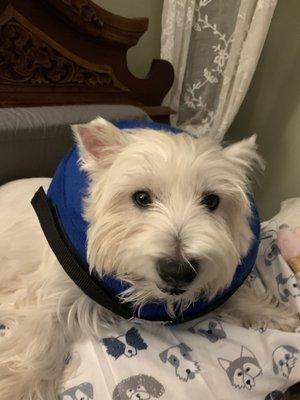 Willow after surgery