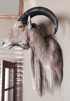 Second Tristate Taxidermy mount. Pic #2. This is what Ben considers "shop standards"