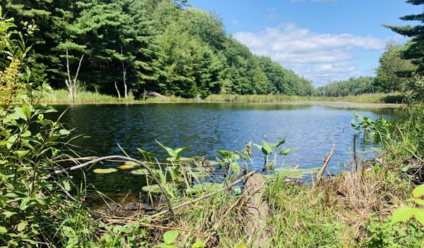 Sprague pond