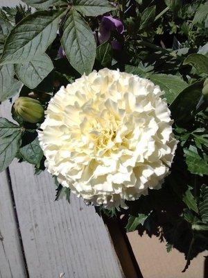 Snowball marigold