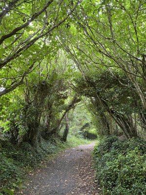 Trees offer beauty and also reduce mental and physical stress, anxiety, and depression, and  improve moods.