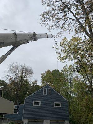 Removing trees over house