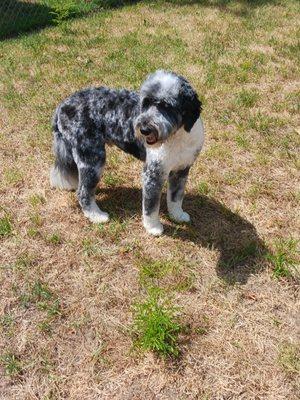 Arlo, Aussiedoodle I groomed today