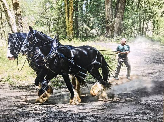 Jim "horse logging"