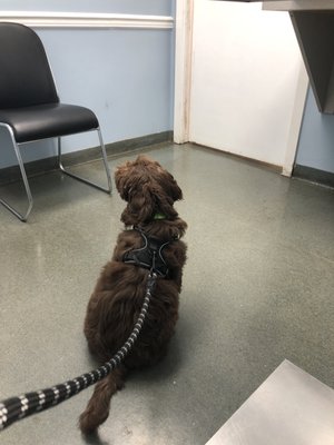 Mousse waiting for the doctor to get back in the room. He loves her!