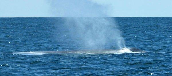 A gray whale seen recently!