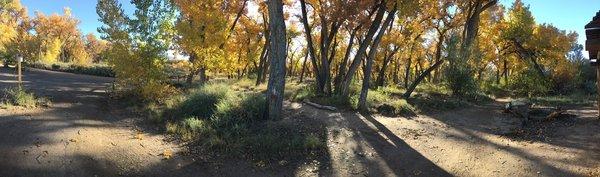 Bosque trail near Rio Grande nature Center.