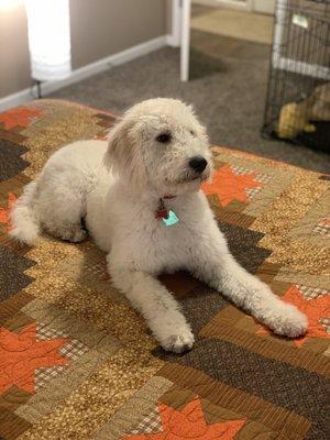 Biscuit, back at home after a pleasant experience at the groomers.