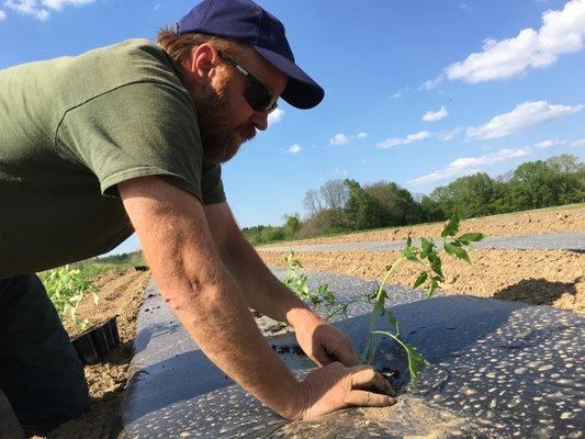 Farmer Stew planting certified organic tomatoes in Native Offerings Farm's vegetable fields