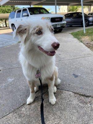 My Luna bear after the groomers