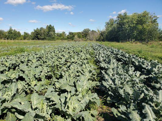 Cold Crop Field- Broccoli, Cauliflower & Sprouts!!