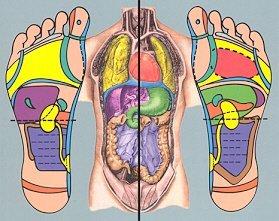 Reflexology foot map, color correspondences to torso anatomy