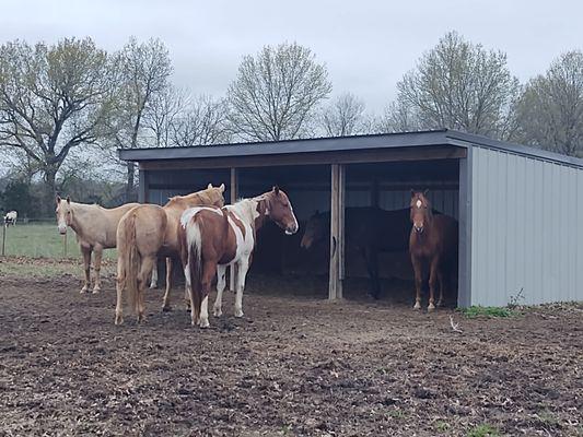 Residents at one of the loafing barns.