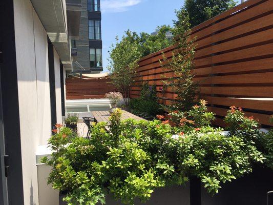 Carroll Gardens Terrace - Evergreen Pieris created a nice dividing hedge while keeping the feel open