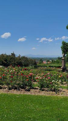 Beautiful Roses  06-26-2023