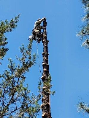 Josh Boggs Tree Service