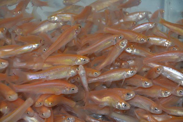 Pink Fathead Minnows(Rosey Reds)