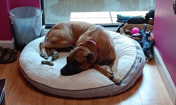 Luna is an adorable therapy dog at Towson Center Cosmetic Dentistry