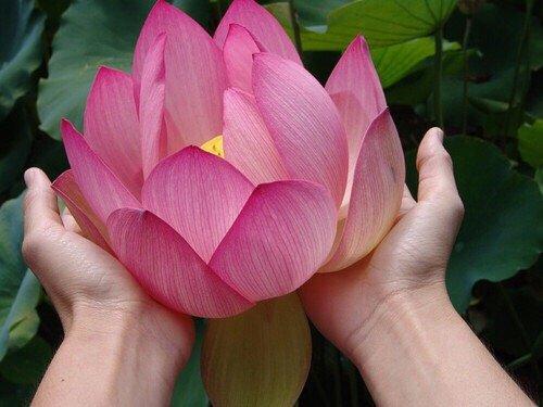 Sacred pink lotus