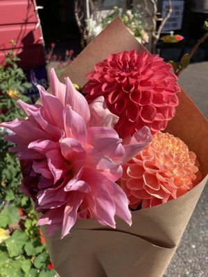 Dahlias