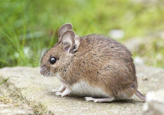 Rodent control in Hampton, VA.