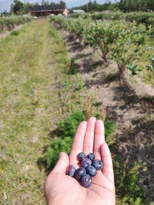 Picking blueberries