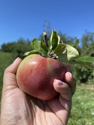 Forbidden apple