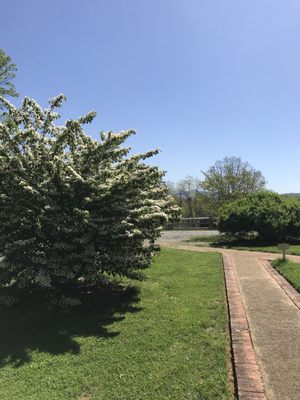 Beautiful grounds and flowering trees