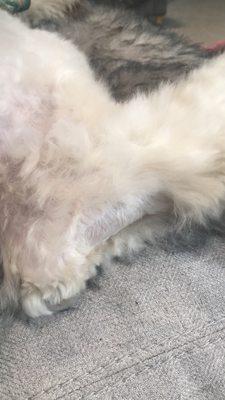 This is the back of my dog's leg, where a big chunk of hair is missing.