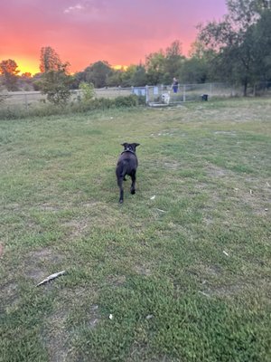 My dog's butt and a beautiful sunset.