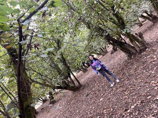 Hazelnut orchards