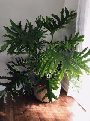 The beautiful Philodendron I recently brought home.