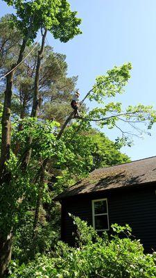 Pro Tree Service Inc