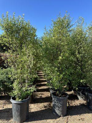 Foothill Nursery