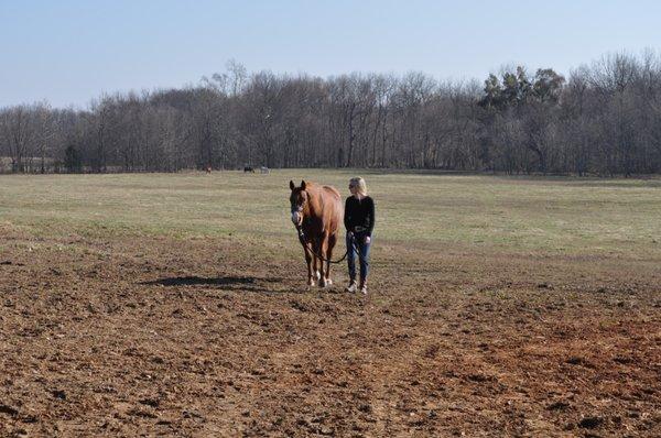 huge pastures for horses