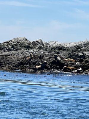 Stroller sea lions (we also saw harbor porpoises and seals)