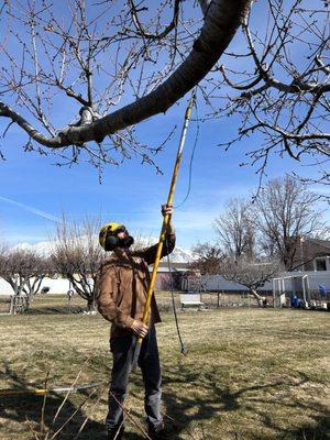 Fruit tree pruning in Orem, Utah