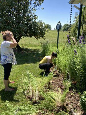 Putting in Dahlias