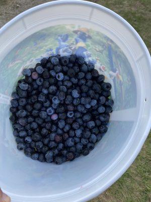 Blueberries