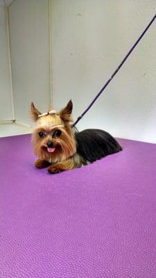 A 2 pound Yorkie, just slightly TINY to groom.