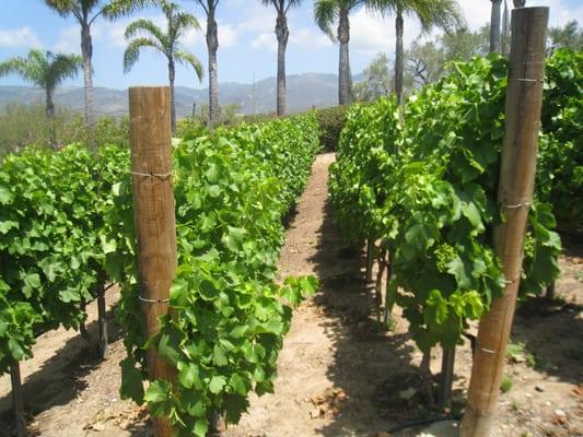 Boutique Vineyard installation by Down To Earth Landscapes, Inc. - Santa Barbara, Ca.