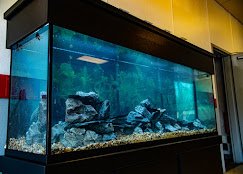 Fish Tank