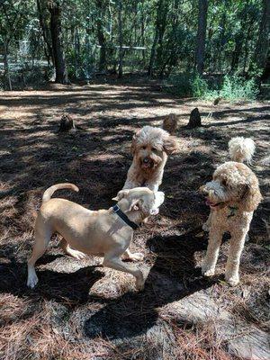 Socialized doggie daycare with plenty of room to play outside in nature!